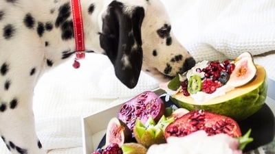 As temperatures soar during the Indian summer, keeping your dog's diet light yet nutritious is essential. (Pexels) As temperatures soar during the Indian summer, keeping your dog's diet light yet nutritious is essential. (Pexels)