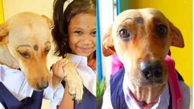 Snapshot of the dog and the girl in a pinafore. Snapshot of the dog and the girl in a pinafore.