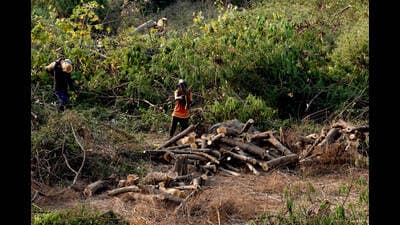 s per the NGT order, the news report mentioned that the Maharashtra Ecotourism Development Board is constructing an eco-tourism park on the reserve forest land in Wanowrie, behind Ruby Hall Clinic. (HT PHOTO) s per the NGT order, the news report mentioned that the Maharashtra Ecotourism Development Board is constructing an eco-tourism park on the reserve forest land in Wanowrie, behind Ruby Hall Clinic. (HT PHOTO)