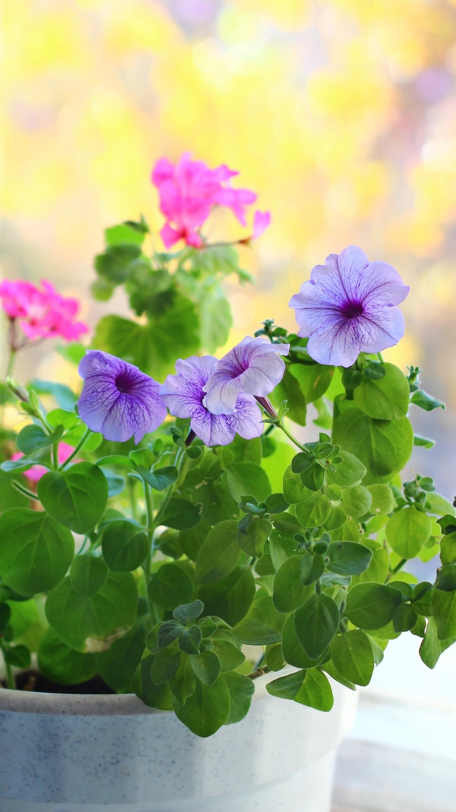 petunia