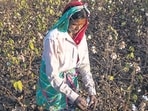 A cotton farmer in Yavatmal district. Soya and cotton farmers say they have not been getting a fair price for their produce (Pratik Chorge/HT PHOTO)