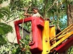 Mumbai, India - July 25, 2017: Municipal corporation cuts down branches of a tree at Colaba in Mumbai, India, on Tuesday, July 25, 2017. (Photo by Nilofer Khan/ HT) Mumbai, India - July 25, 2017: Municipal corporation cuts down branches of a tree at Colaba in Mumbai, India, on Tuesday, July 25, 2017. (Photo by Nilofer Khan/ HT)