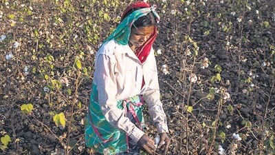 A cotton farmer in Yavatmal district. Soya and cotton farmers say they have not been getting a fair price for their produce (Pratik Chorge/HT PHOTO) A cotton farmer in Yavatmal district. Soya and cotton farmers say they have not been getting a fair price for their produce (Pratik Chorge/HT PHOTO)