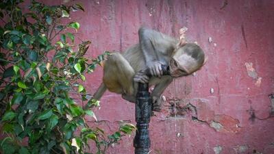 A macaque monkey quenches its thirst (Sanchit Khanna/HT Photo) A macaque monkey quenches its thirst (Sanchit Khanna/HT Photo)