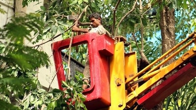 Mumbai, India - July 25, 2017: Municipal corporation cuts down branches of a tree at Colaba in Mumbai, India, on Tuesday, July 25, 2017. (Photo by Nilofer Khan/ HT) Mumbai, India - July 25, 2017: Municipal corporation cuts down branches of a tree at Colaba in Mumbai, India, on Tuesday, July 25, 2017. (Photo by Nilofer Khan/ HT)