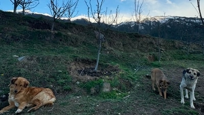 Shraddha Kapoor shared a photo of several dogs. Shraddha Kapoor shared a photo of several dogs.