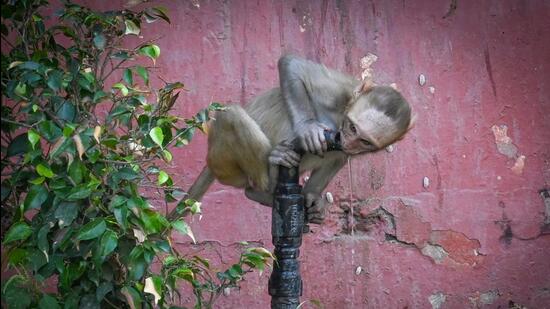 A macaque monkey quenches its thirst (Sanchit Khanna/HT Photo)