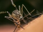 Malaria is spread through mosquito bites	