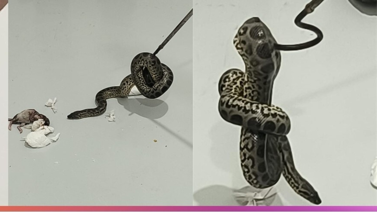 Customs at Bengaluru airport arrest man smuggling 10 yellow anacondas from Bangkok | Pics - Vimarsana News