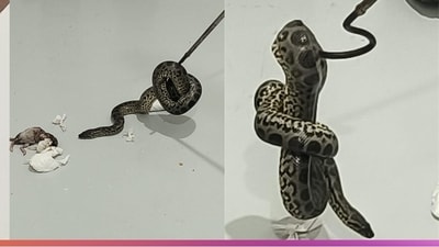 10 yellow anacondas were seized from the checked-in luggage of the passenger. (Bengaluru Customs/X) 10 yellow anacondas were seized from the checked-in luggage of the passenger. (Bengaluru Customs/X)