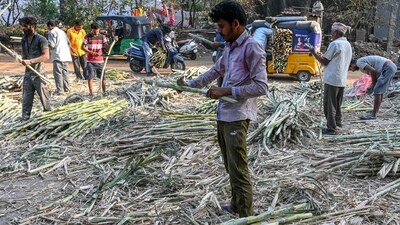 Sugar prices have spiked for a number of reasons with the primary reason being the high temperatures for this time of the year. (AFP) Sugar prices have spiked for a number of reasons with the primary reason being the high temperatures for this time of the year. (AFP)