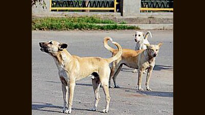 Ludhiana DC urged officials to expedite sterilisation of stray dogs. (HT File Photo)