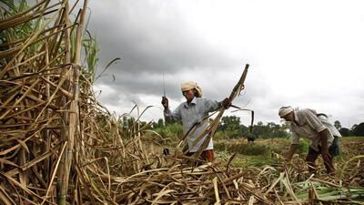 Mandya, like much of the region, is grappling with a severe water crisis, leading to a drastic reduction in agricultural output. (AP) Mandya, like much of the region, is grappling with a severe water crisis, leading to a drastic reduction in agricultural output. (AP)