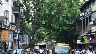 Mumbai, India – April 22, 2024: Peltophorum, Rain tree, Gulmohar, Karanj, Spathodea located at Wodehouse Road, Capt. Prakash Pethe Marg and GD Somani Marg in Colaba-Cuffee Parade area, in Mumbai, India, on Monday, April 22, 2024. (Photo by Bhushan Koyande/HT Photo) Mumbai, India – April 22, 2024: Peltophorum, Rain tree, Gulmohar, Karanj, Spathodea located at Wodehouse Road, Capt. Prakash Pethe Marg and GD Somani Marg in Colaba-Cuffee Parade area, in Mumbai, India, on Monday, April 22, 2024. (Photo by Bhushan Koyande/HT Photo)