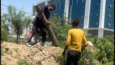 Noida authority said the trees on the central verge were a hinderance to vehicular movement as these were blocking the driver’s view of the road, thereby increasing chances of accidents (HT Photo) Noida authority said the trees on the central verge were a hinderance to vehicular movement as these were blocking the driver’s view of the road, thereby increasing chances of accidents (HT Photo)