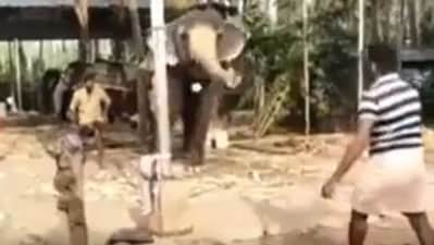 The image shows an elephant playing cricket with humans. (Reddit/@PRANAVVP94)