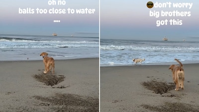 The image, taken from a viral video, shows a dog helping a pup retrieve its ball. (Instagram/@duke.the.waterboy) The image, taken from a viral video, shows a dog helping a pup retrieve its ball. (Instagram/@duke.the.waterboy)