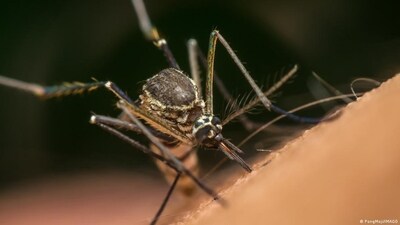 Malaria is spread through mosquito bites (PongMoji/IMAGO ) Malaria is spread through mosquito bites (PongMoji/IMAGO )