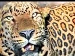 Leopard spotted at Vasai Fort caught after 22 days