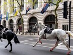 London: The army was called in to help locate the horses, the police said. London: The army was called in to help locate the horses, the police said.