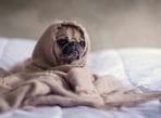 In moments of crisis, knowing how to swiftly react to your pet's electric shock could mean the difference between life and death. In moments of crisis, knowing how to swiftly react to your pet's electric shock could mean the difference between life and death.