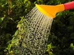 watering_plants