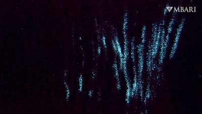 This image shows bioluminescence in the shaggy bamboo coral Isidella tentaculum filmed in the ocean by a remotely operated vehicle. (AP)