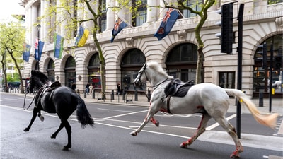 London: The army was called in to help locate the horses, the police said. London: The army was called in to help locate the horses, the police said.