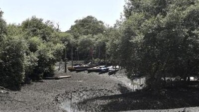 Mumbai, India - April 13, 2018: Mangroves of Sewri Creek in Mumbai, India, on Friday, April 13, 2018. (Photo by Anshuman Poyrekar/Hindustan Times) (Representational Photo) Mumbai, India - April 13, 2018: Mangroves of Sewri Creek in Mumbai, India, on Friday, April 13, 2018. (Photo by Anshuman Poyrekar/Hindustan Times) (Representational Photo)