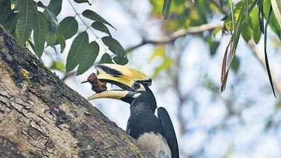 The animal exchange was finalised and approved by MoEFCC on March 25, and is likely to be completed over the next fortnight. (HT)