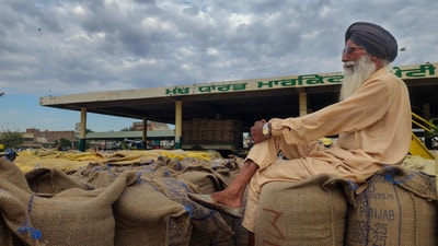 This year, wheat harvesting started after April which gave the wheat crops more time to mature, resulting in higher yield. (Sameer Sehgal/HT)