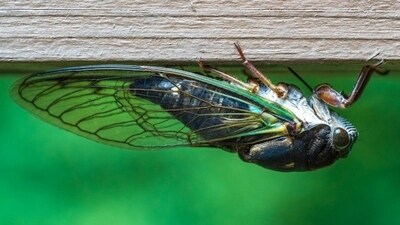 The Newberry County Sheriff's Office shared a post on Facebook informing people that cicadas are making the loud noise. (Unsplash/@ifilter) The Newberry County Sheriff's Office shared a post on Facebook informing people that cicadas are making the loud noise. (Unsplash/@ifilter)