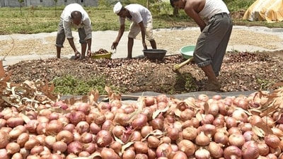 Agri-exports in the April-February 2023-24 period fell by just under 9% over the corresponding period in 2022-23 (REPRESENTATIVE PHOTO)