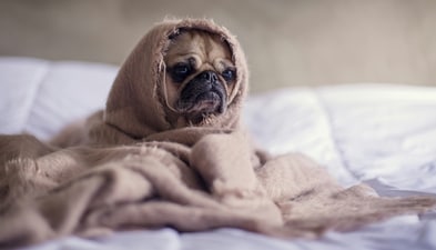 In moments of crisis, knowing how to swiftly react to your pet's electric shock could mean the difference between life and death. (Unsplash) In moments of crisis, knowing how to swiftly react to your pet's electric shock could mean the difference between life and death. (Unsplash)