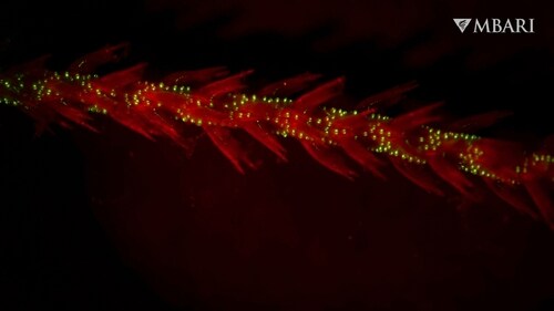 This image shows bioluminescence observed under red light in a laboratory. Most animals that light up are found in the depths of the ocean. (AP)