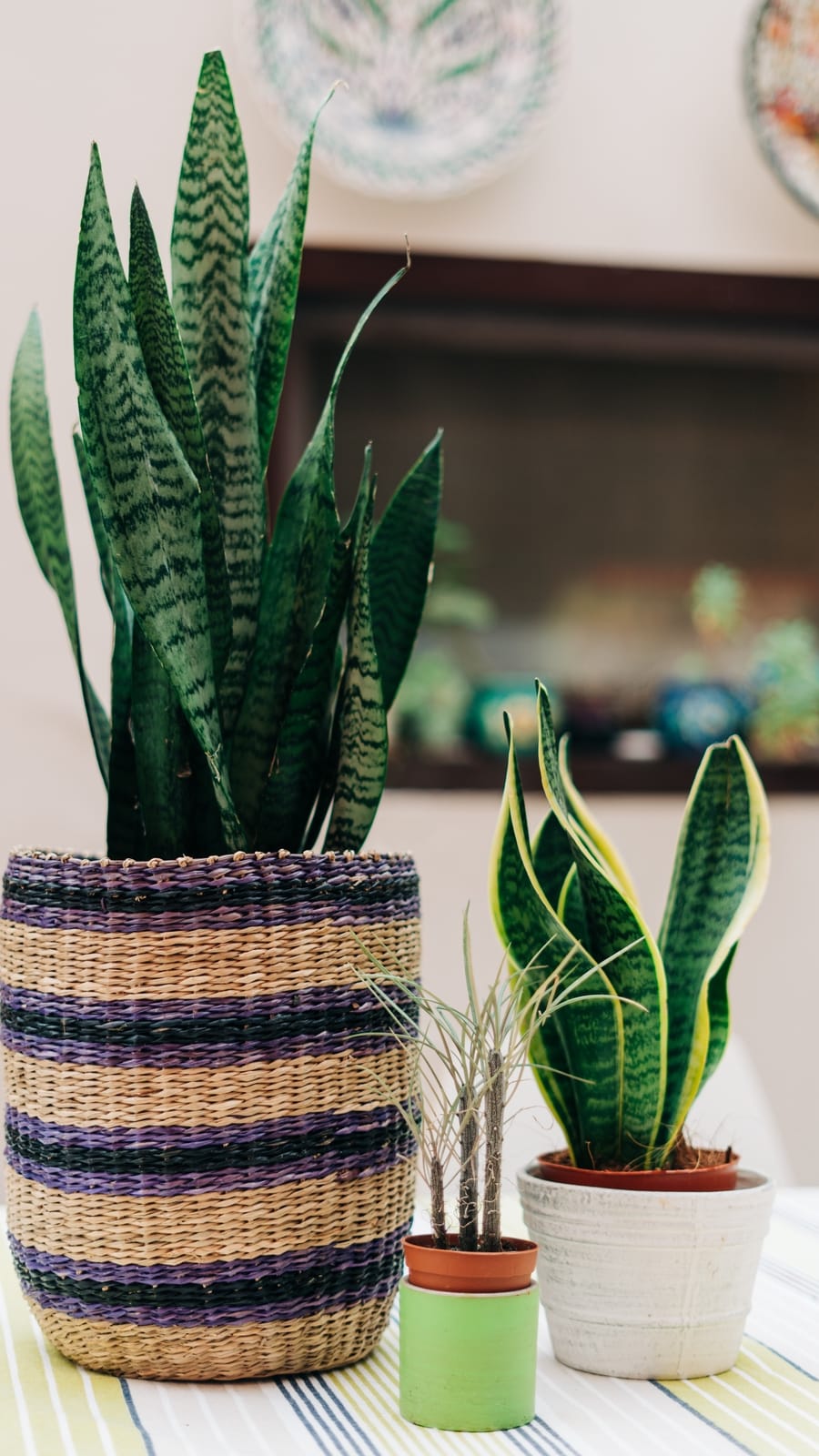 Snake_plants