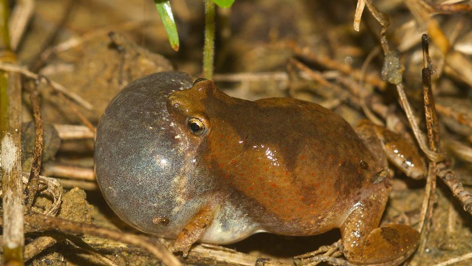 The-frog-is-only-between-20-to