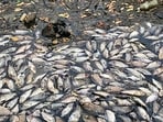 Navi Mumbai, India - April 24, 2024:Thousands of dead fish surfacing at Airoli creek in Navi Mumbai, India, on Wednesday, April 24, 2024. (Photo by / HT PHOTO) (HT PHOTO) Navi Mumbai, India - April 24, 2024:Thousands of dead fish surfacing at Airoli creek in Navi Mumbai, India, on Wednesday, April 24, 2024. (Photo by / HT PHOTO) (HT PHOTO)