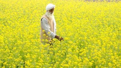 Mustard fields donning a festive joyous yellow mantle danced enthusiastically in gaiety to the symphony of the cool gentle breeze, spreading hope and tranquillity. (HT File) Mustard fields donning a festive joyous yellow mantle danced enthusiastically in gaiety to the symphony of the cool gentle breeze, spreading hope and tranquillity. (HT File)