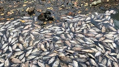 Navi Mumbai, India - April 24, 2024:Thousands of dead fish surfacing at Airoli creek in Navi Mumbai, India, on Wednesday, April 24, 2024. (Photo by / HT PHOTO) (HT PHOTO) Navi Mumbai, India - April 24, 2024:Thousands of dead fish surfacing at Airoli creek in Navi Mumbai, India, on Wednesday, April 24, 2024. (Photo by / HT PHOTO) (HT PHOTO)