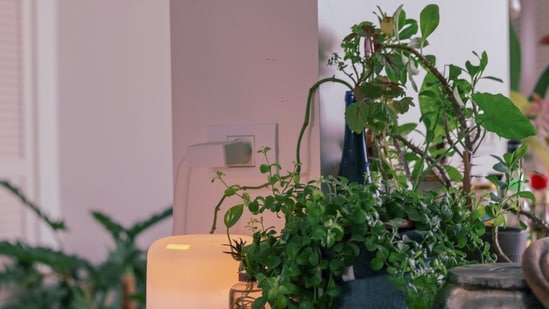 Herbal air purifiers: Place dried herbs like eucalyptus, thyme, and mint in sachets or bowls around your home. These herbs possess antimicrobial and antifungal properties.(Pixabay)