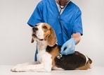 Taking your pet for a regular veterinary check-up is a must(Shutterstock)