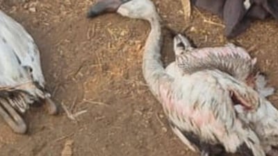 5 flamingos dead, 7 injured mysteriously in 24 hrs 5 flamingos dead, 7 injured mysteriously in 24 hrs
