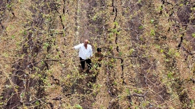 A grape farmer in Maharashtra's Nashik district. HT Photo Raju Shinde A grape farmer in Maharashtra's Nashik district. HT Photo Raju Shinde