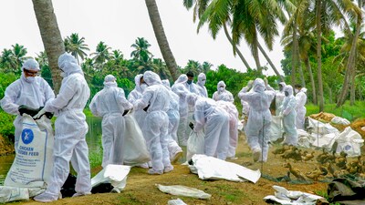 Alappuzha: Ducks being killed en masse by the Animal Husbandry Department, following detection of avian influenza among ducks at four places, in Alappuzha district of Kerala, Friday, April 19, 2024. PTI Photo) (PTI04_19_2024_000485B) (PTI) Alappuzha: Ducks being killed en masse by the Animal Husbandry Department, following detection of avian influenza among ducks at four places, in Alappuzha district of Kerala, Friday, April 19, 2024. PTI Photo) (PTI04_19_2024_000485B) (PTI)