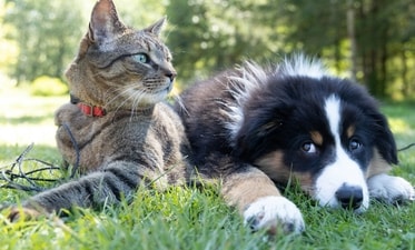 World Veterinary Day 2024: Tips for preventing common eye issues in your pet dogs and cats (Photo by Andrew S on Unsplash) World Veterinary Day 2024: Tips for preventing common eye issues in your pet dogs and cats (Photo by Andrew S on Unsplash)