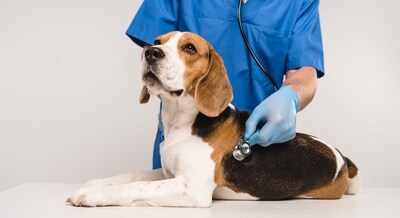 Taking your pet for a regular veterinary check-up is a must (Shutterstock) Taking your pet for a regular veterinary check-up is a must (Shutterstock)