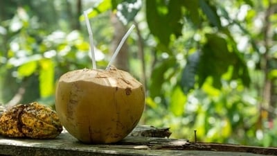Tender coconut water: The natural drink rich in electrolytes like sodium, potassium and calcium is being preferred by fitness enthusiasts and athletes nowadays as a replacement for conventional sports drink (Freepik) Tender coconut water: The natural drink rich in electrolytes like sodium, potassium and calcium is being preferred by fitness enthusiasts and athletes nowadays as a replacement for conventional sports drink (Freepik)