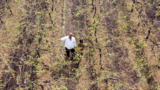 A grape farmer in Maharashtra's Nashik district. HT Photo Raju Shinde