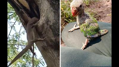 Monitor lizard dangles from parakeet nest; fledgling after rescue perches on guard’s thigh. (HT PHOTOS) Monitor lizard dangles from parakeet nest; fledgling after rescue perches on guard’s thigh. (HT PHOTOS)